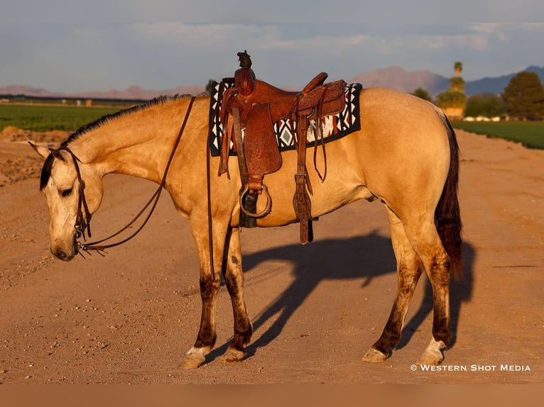 American Quarter Horse Castrone 5 Anni 157 cm Pelle di daino in Buckeye, AZ