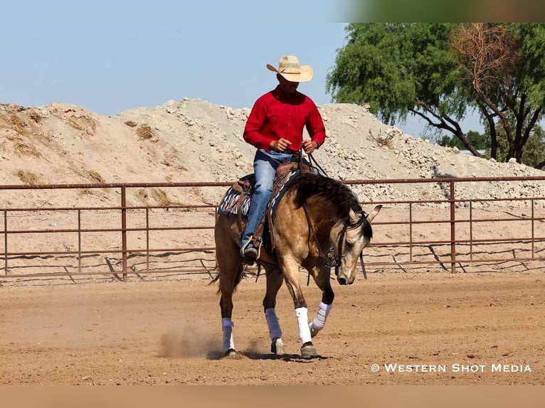 American Quarter Horse Castrone 5 Anni 157 cm Pelle di daino in Buckeye, AZ