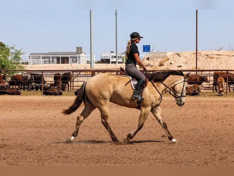 American Quarter Horse Castrone 5 Anni 157 cm Pelle di daino in Buckeye, AZ