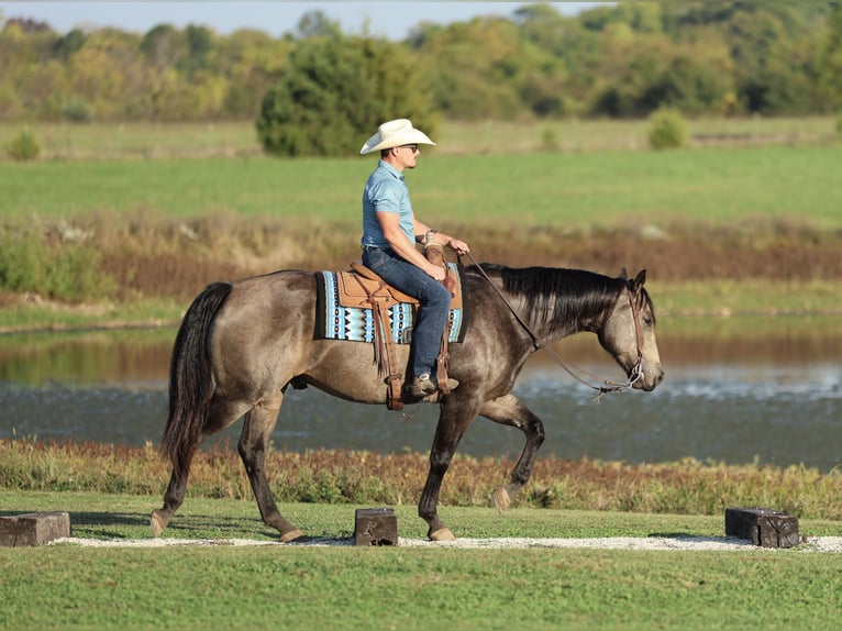 American Quarter Horse Castrone 5 Anni 157 cm Pelle di daino in Buffalo American Quarter Horse Castrone 5 Anni 157 cm Pelle di daino in Buffalo