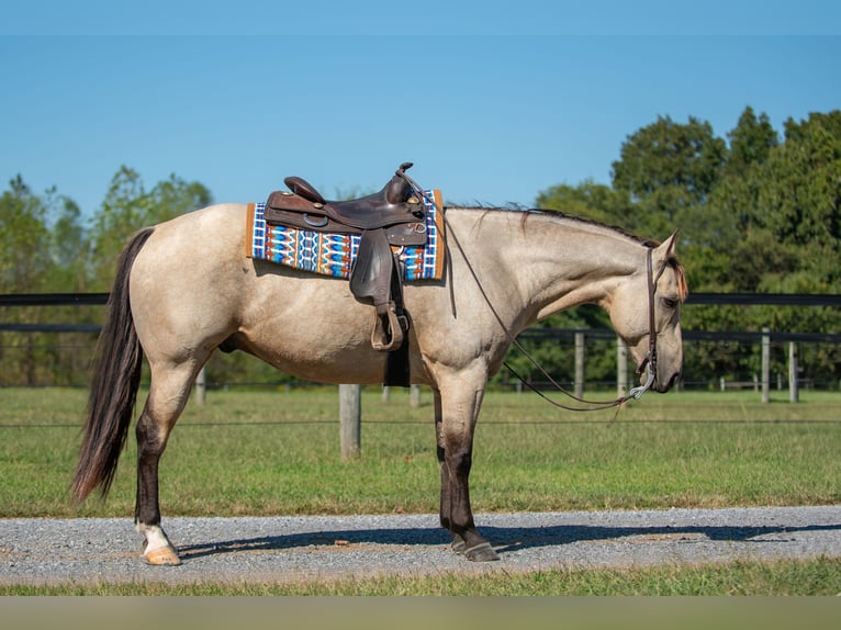 American Quarter Horse Castrone 5 Anni 157 cm Pelle di daino in Mayfield