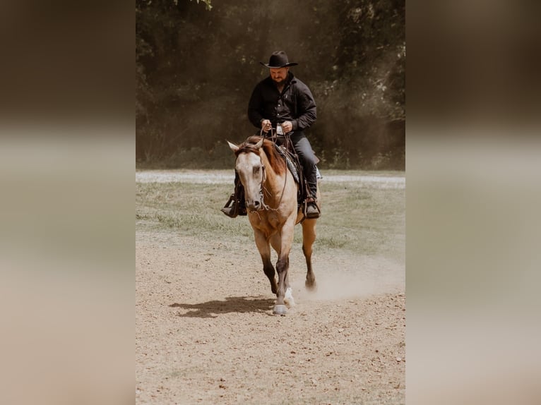 American Quarter Horse Castrone 5 Anni 157 cm Pelle di daino in Mayfield