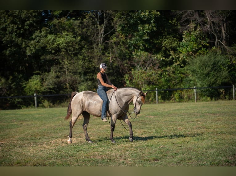 American Quarter Horse Castrone 5 Anni 157 cm Pelle di daino in Mayfield American Quarter Horse Castrone 5 Anni 157 cm Pelle di daino in Mayfield