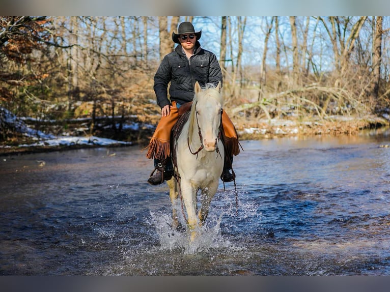 American Quarter Horse Castrone 5 Anni 157 cm Perlino in Santa Fe TN