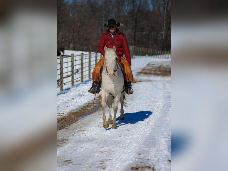 American Quarter Horse Castrone 5 Anni 157 cm Perlino in Santa Fe TN