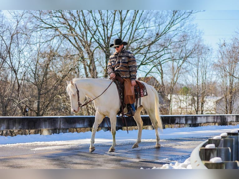 American Quarter Horse Castrone 5 Anni 157 cm Perlino in Santa Fe TN