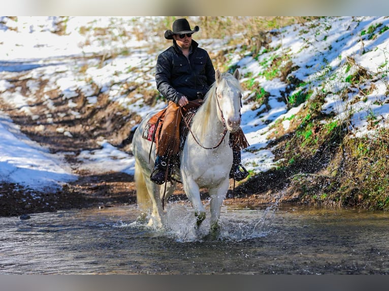 American Quarter Horse Castrone 5 Anni 157 cm Perlino in Santa Fe TN