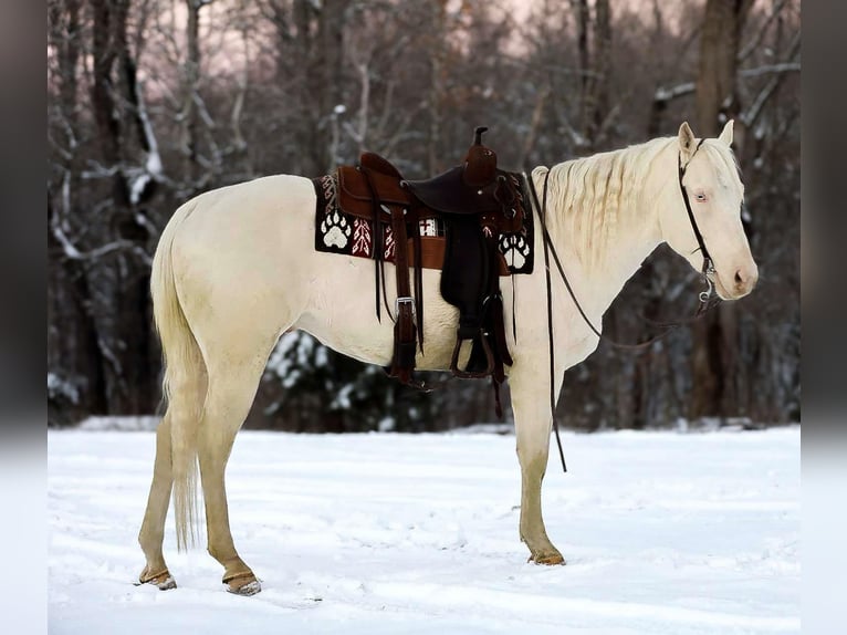 American Quarter Horse Castrone 5 Anni 157 cm Perlino in Santa Fe TN