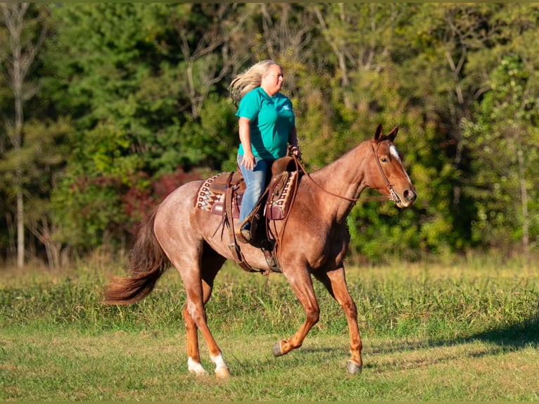 American Quarter Horse Castrone 5 Anni 157 cm Roano rosso in Henderson, KY