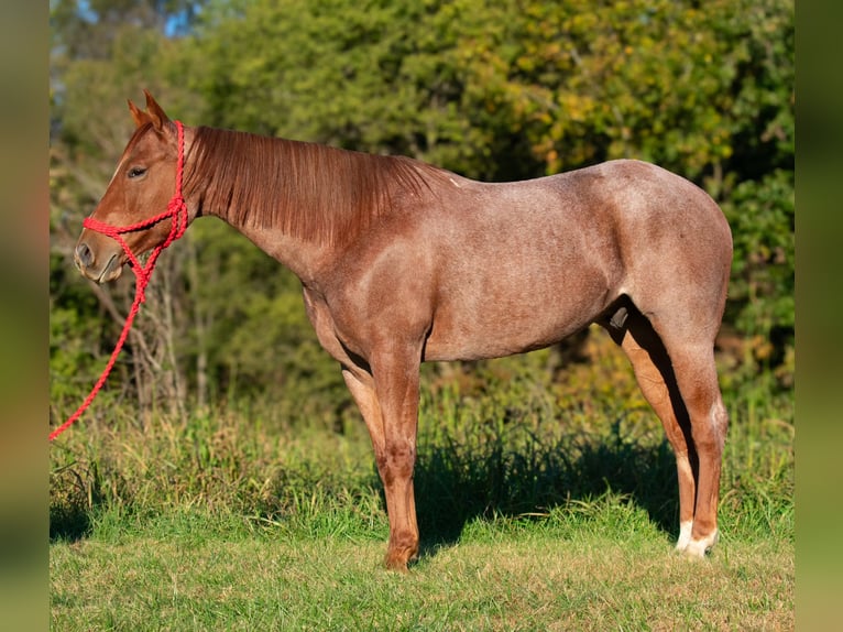 American Quarter Horse Castrone 5 Anni 157 cm Roano rosso in Henderson, KY