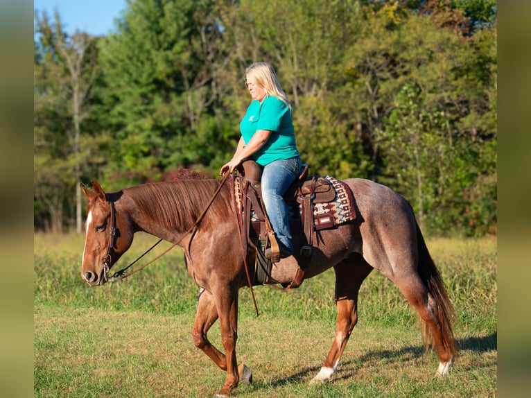 American Quarter Horse Castrone 5 Anni 157 cm Roano rosso in Henderson, KY