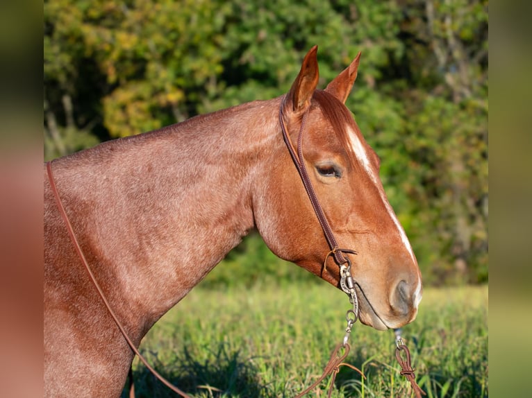 American Quarter Horse Castrone 5 Anni 157 cm Roano rosso in Henderson, KY