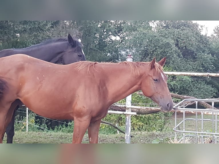 American Quarter Horse Castrone 5 Anni 157 cm Sauro in Spiesen-Elversberg