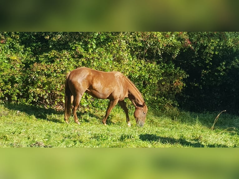 American Quarter Horse Castrone 5 Anni 157 cm Sauro in Spiesen-Elversberg