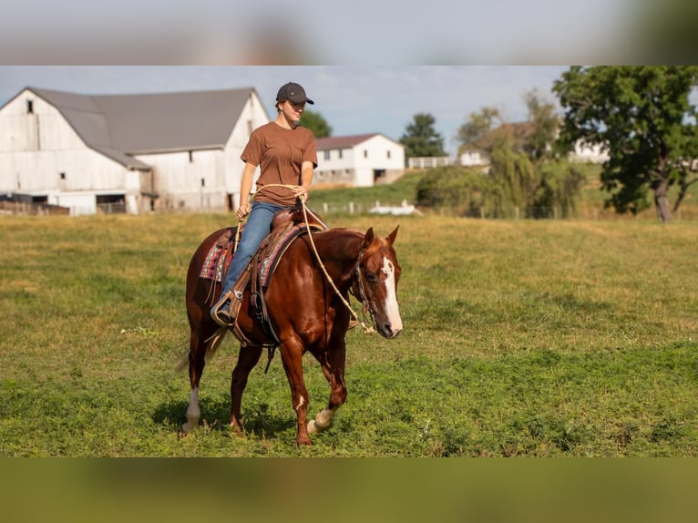 American Quarter Horse Castrone 5 Anni 157 cm Sauro ciliegia in Millersburg, OH