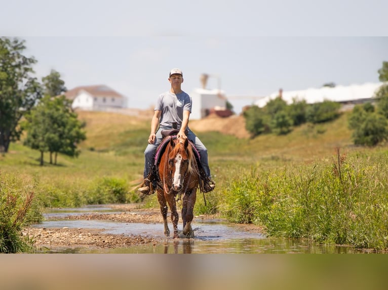 American Quarter Horse Castrone 5 Anni 157 cm Sauro ciliegia in Millersburg, OH