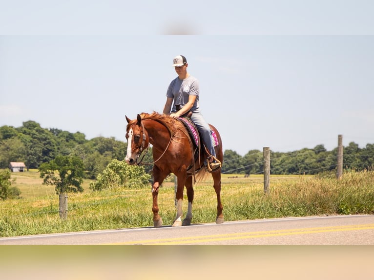 American Quarter Horse Castrone 5 Anni 157 cm Sauro ciliegia in Millersburg, OH