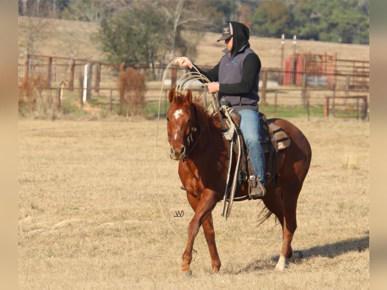 American Quarter Horse Castrone 5 Anni 157 cm Sauro ciliegia in Carthage, TX