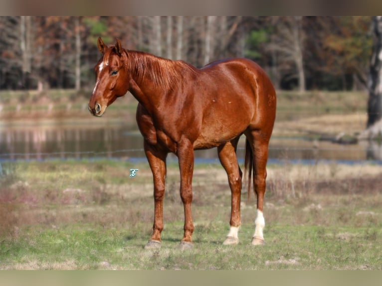 American Quarter Horse Castrone 5 Anni 157 cm Sauro ciliegia in Carthage, TX