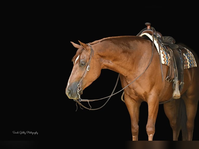 American Quarter Horse Castrone 5 Anni 157 cm Sauro ciliegia in Oelwein, IA