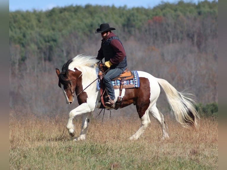 American Quarter Horse Castrone 5 Anni 157 cm Tobiano-tutti i colori in Brodhead KY
