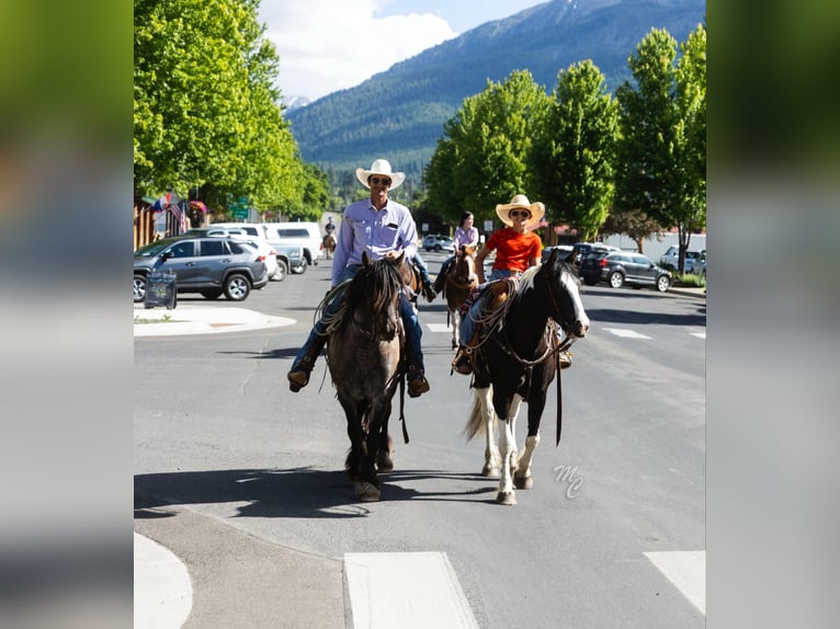 American Quarter Horse Castrone 5 Anni 157 cm Tobiano-tutti i colori in Caldwell ID