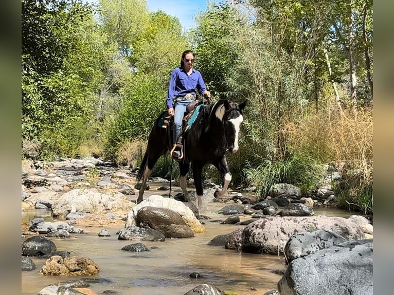 American Quarter Horse Castrone 5 Anni 157 cm Tobiano-tutti i colori in Camp Verde AZ