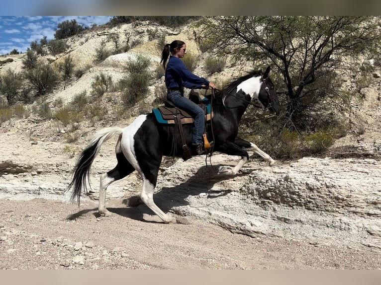 American Quarter Horse Castrone 5 Anni 157 cm Tobiano-tutti i colori in Camp Verde AZ