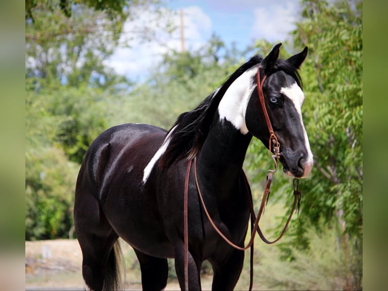 American Quarter Horse Castrone 5 Anni 157 cm Tobiano-tutti i colori in Camp Verde AZ