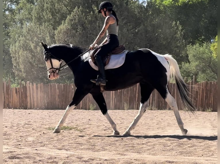 American Quarter Horse Castrone 5 Anni 157 cm Tobiano-tutti i colori in Camp Verde AZ