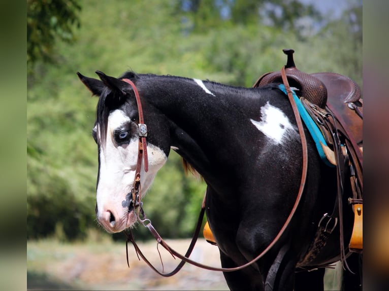 American Quarter Horse Castrone 5 Anni 157 cm Tobiano-tutti i colori in Camp Verde AZ