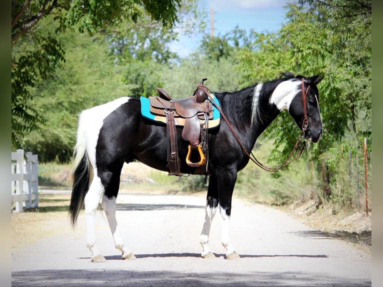 American Quarter Horse Castrone 5 Anni 157 cm Tobiano-tutti i colori in Camp Verde AZ