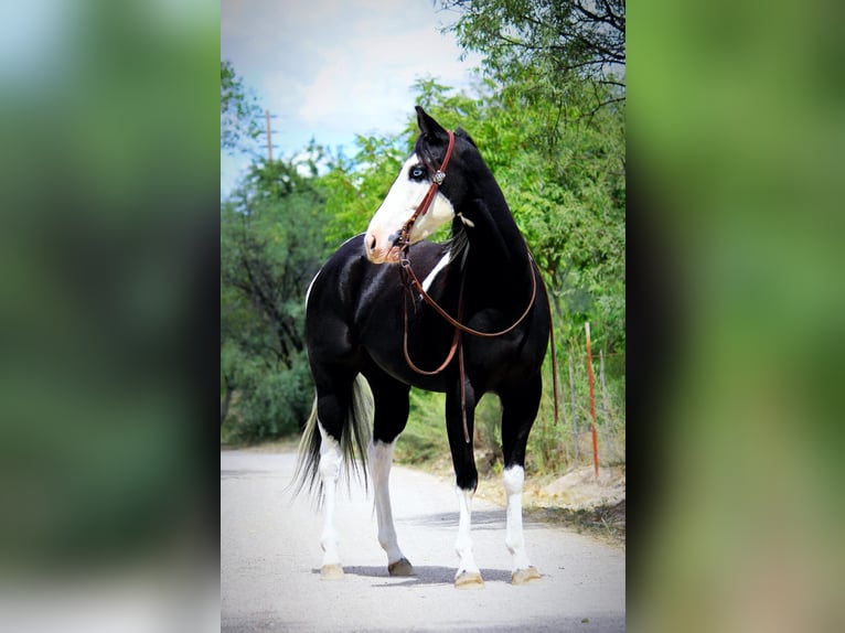 American Quarter Horse Castrone 5 Anni 157 cm Tobiano-tutti i colori in Camp Verde AZ