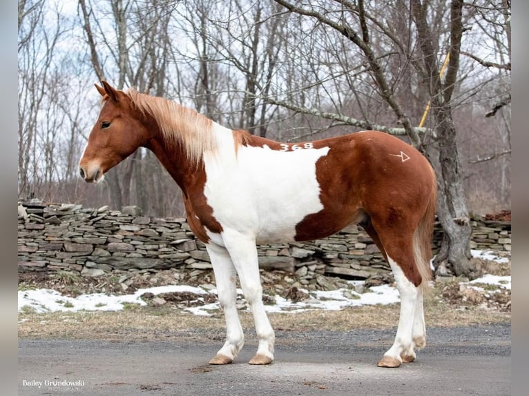 American Quarter Horse Castrone 5 Anni 157 cm Tobiano-tutti i colori in Everette PA