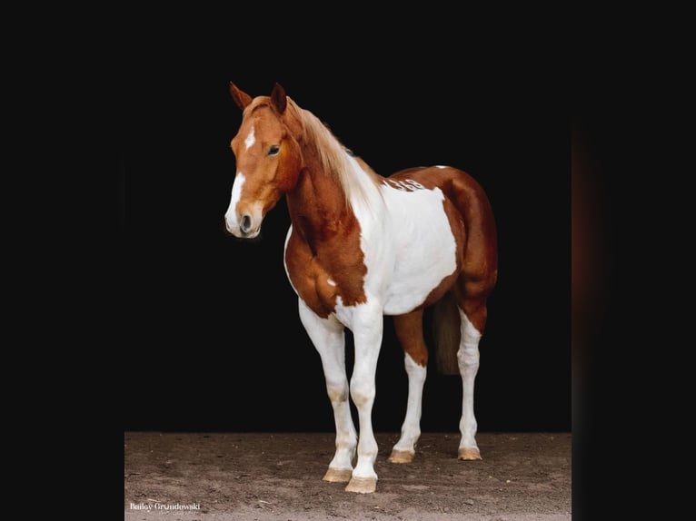 American Quarter Horse Castrone 5 Anni 157 cm Tobiano-tutti i colori in Everette PA