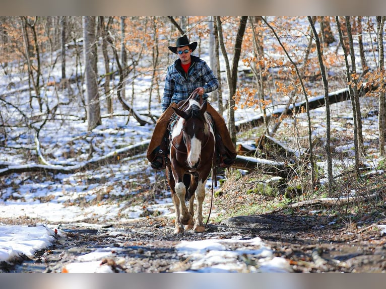 American Quarter Horse Castrone 5 Anni 157 cm Tobiano-tutti i colori in Santa Fe TN