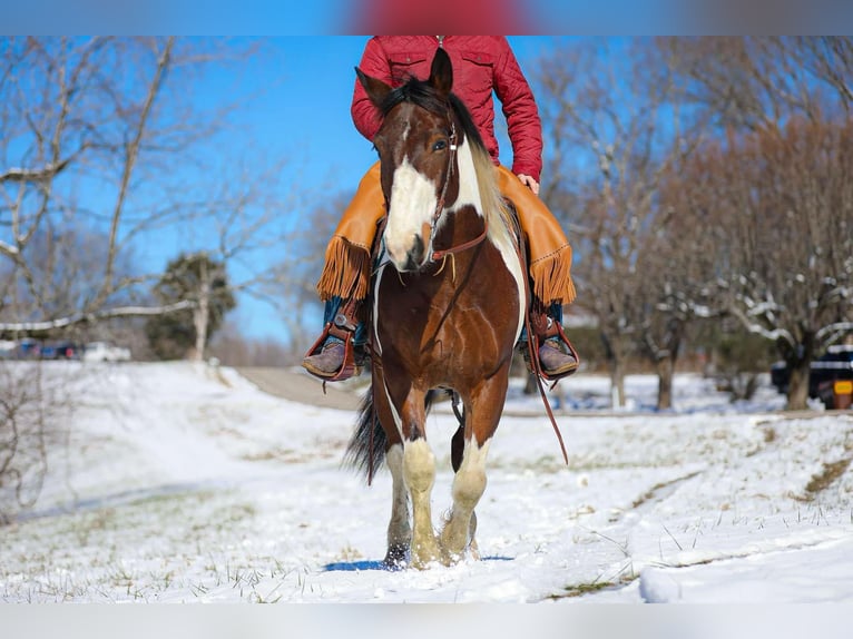 American Quarter Horse Castrone 5 Anni 157 cm Tobiano-tutti i colori in Santa Fe TN