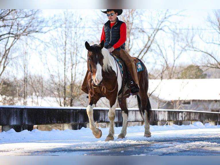 American Quarter Horse Castrone 5 Anni 157 cm Tobiano-tutti i colori in Santa Fe TN