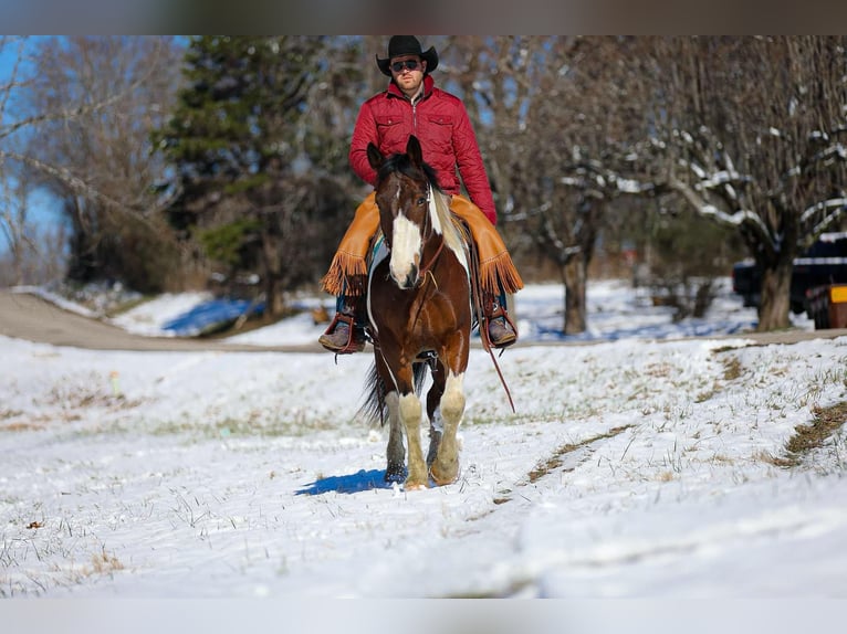 American Quarter Horse Castrone 5 Anni 157 cm Tobiano-tutti i colori in Santa Fe TN