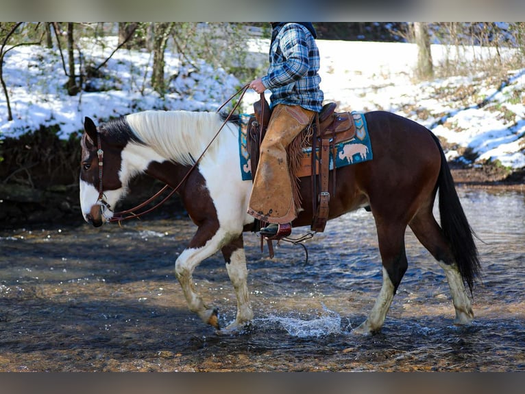 American Quarter Horse Castrone 5 Anni 157 cm Tobiano-tutti i colori in Santa Fe TN