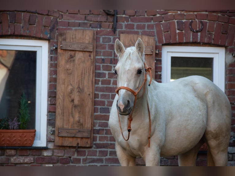 American Quarter Horse Castrone 5 Anni 158 cm Palomino in Straelen