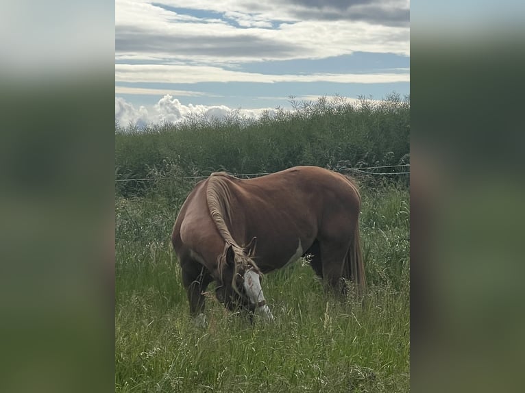 American Quarter Horse Mix Castrone 5 Anni 158 cm Pezzato in Ecklingerode