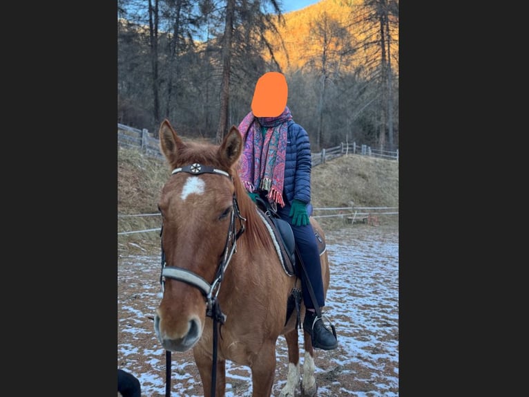 American Quarter Horse Castrone 5 Anni 158 cm Sauro in Taufers im Münstertal