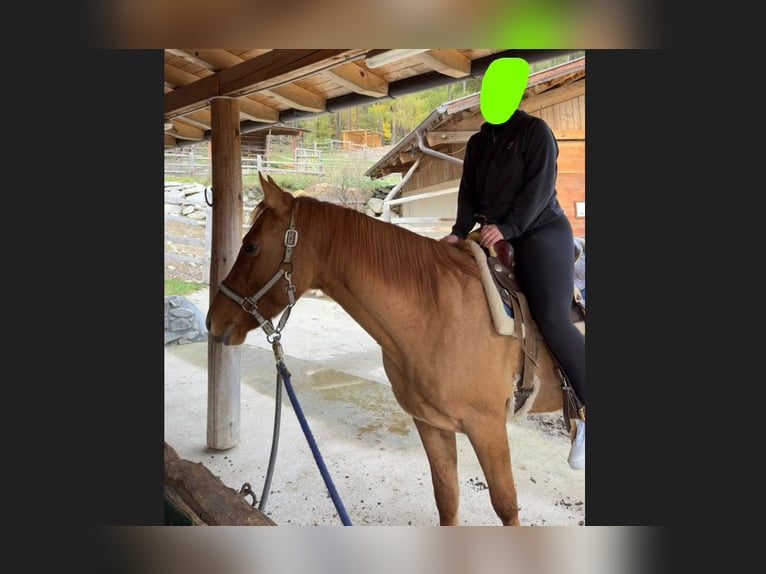 American Quarter Horse Castrone 5 Anni 158 cm Sauro in Taufers im Münstertal