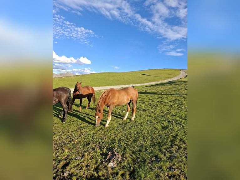American Quarter Horse Castrone 5 Anni 158 cm Sauro in Taufers im Münstertal