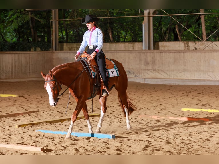 American Quarter Horse Castrone 5 Anni 158 cm Sauro in Poppichl