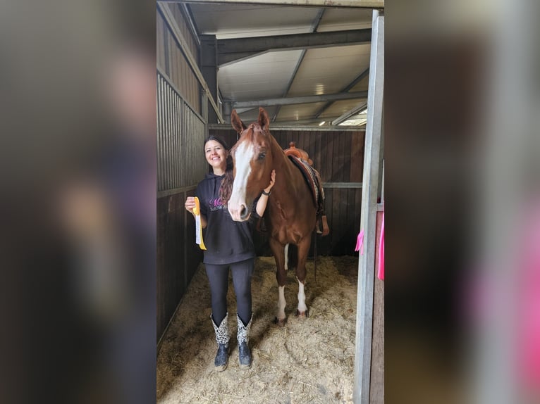 American Quarter Horse Castrone 5 Anni 158 cm Sauro in Poppichl