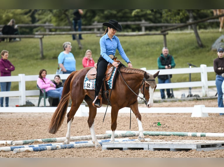 American Quarter Horse Castrone 5 Anni 158 cm Sauro in Poppichl
