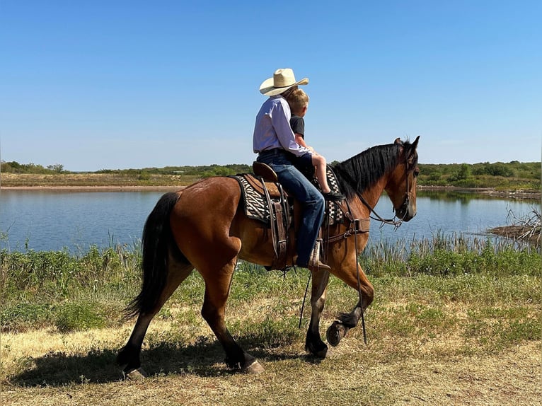American Quarter Horse Castrone 5 Anni 160 cm Baio ciliegia in Jacksboro TX