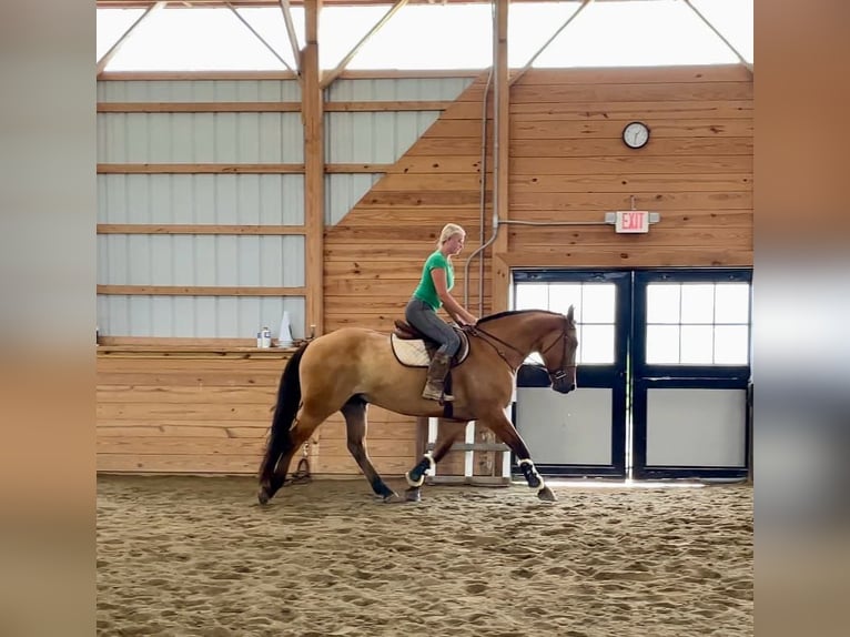 American Quarter Horse Mix Castrone 5 Anni 160 cm Falbo in Narvon, PA